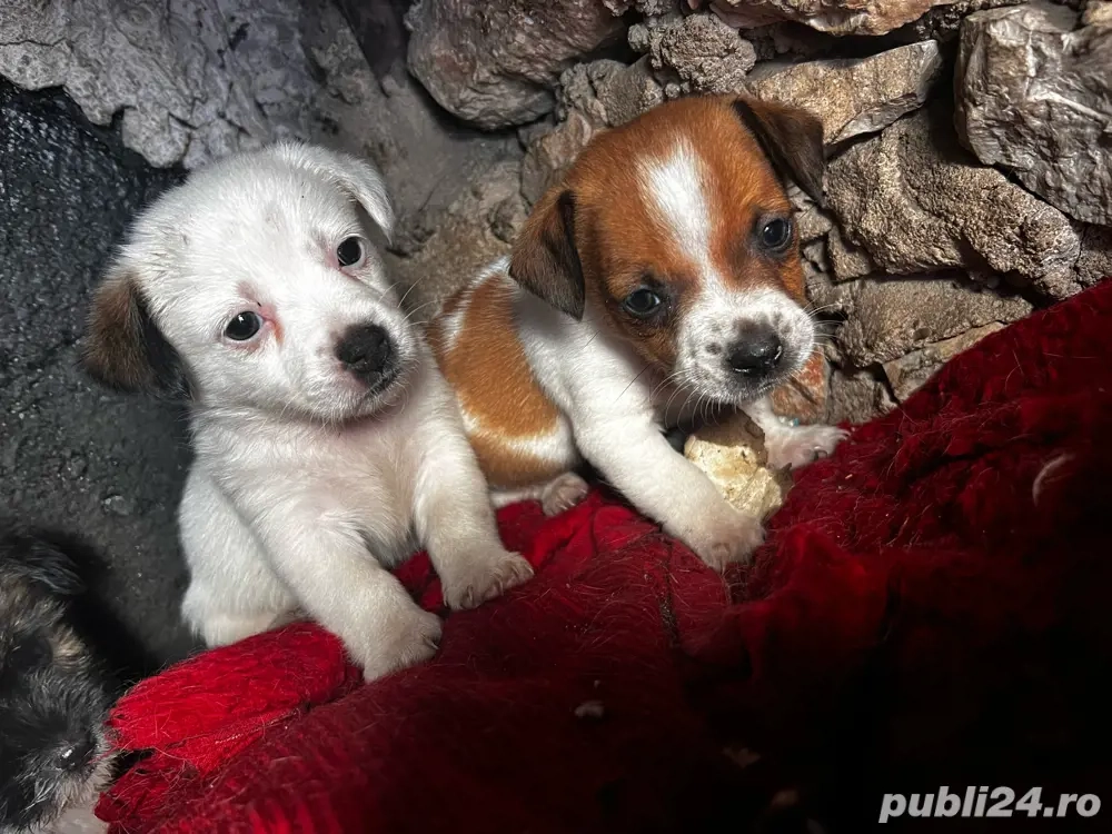 Puiuti metis Jake Rassell 