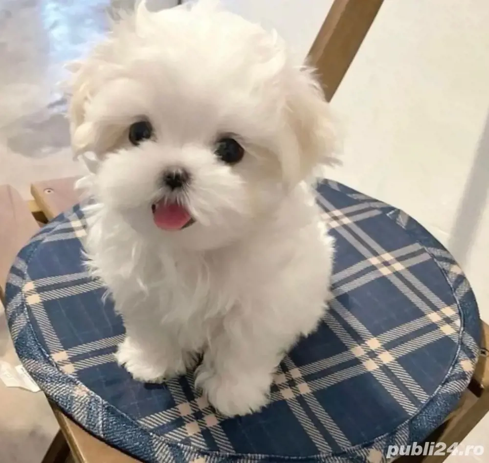 bichon maltez calitate canisa autorizata