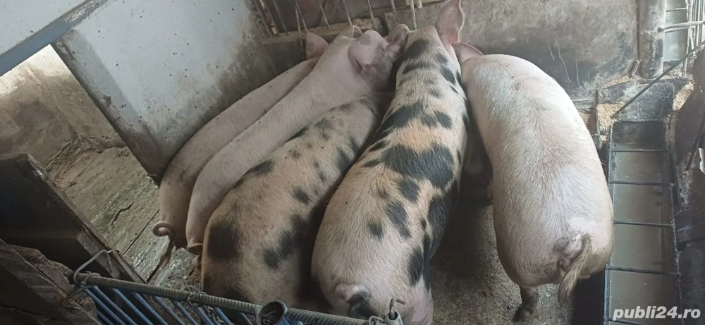 porci de vânzare  porci de vânzare