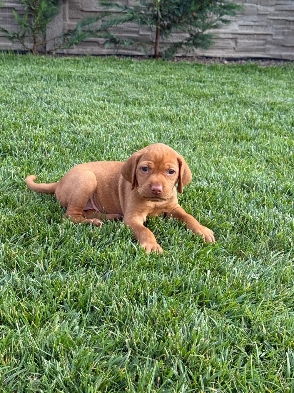 Vizsla Maghiară cu Pedigree