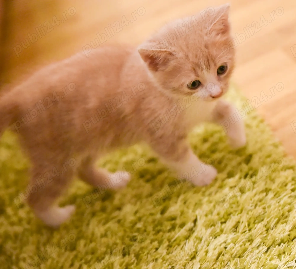 Pisicuț spre adoptie