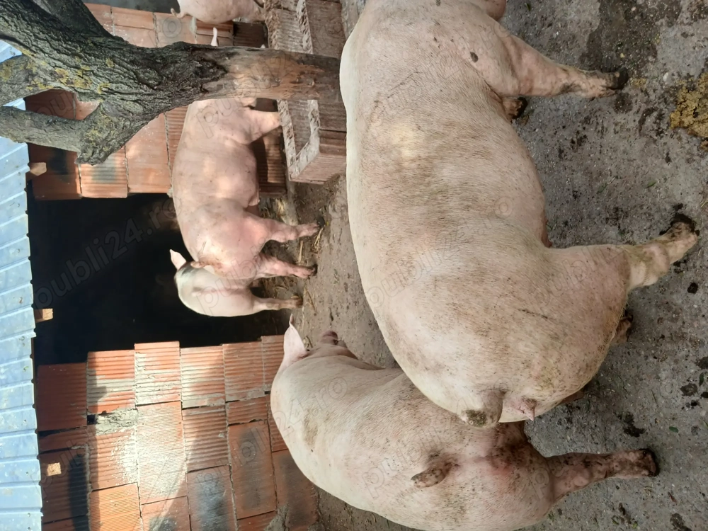 Porci crescuți natural in gospodărie 100 150kg