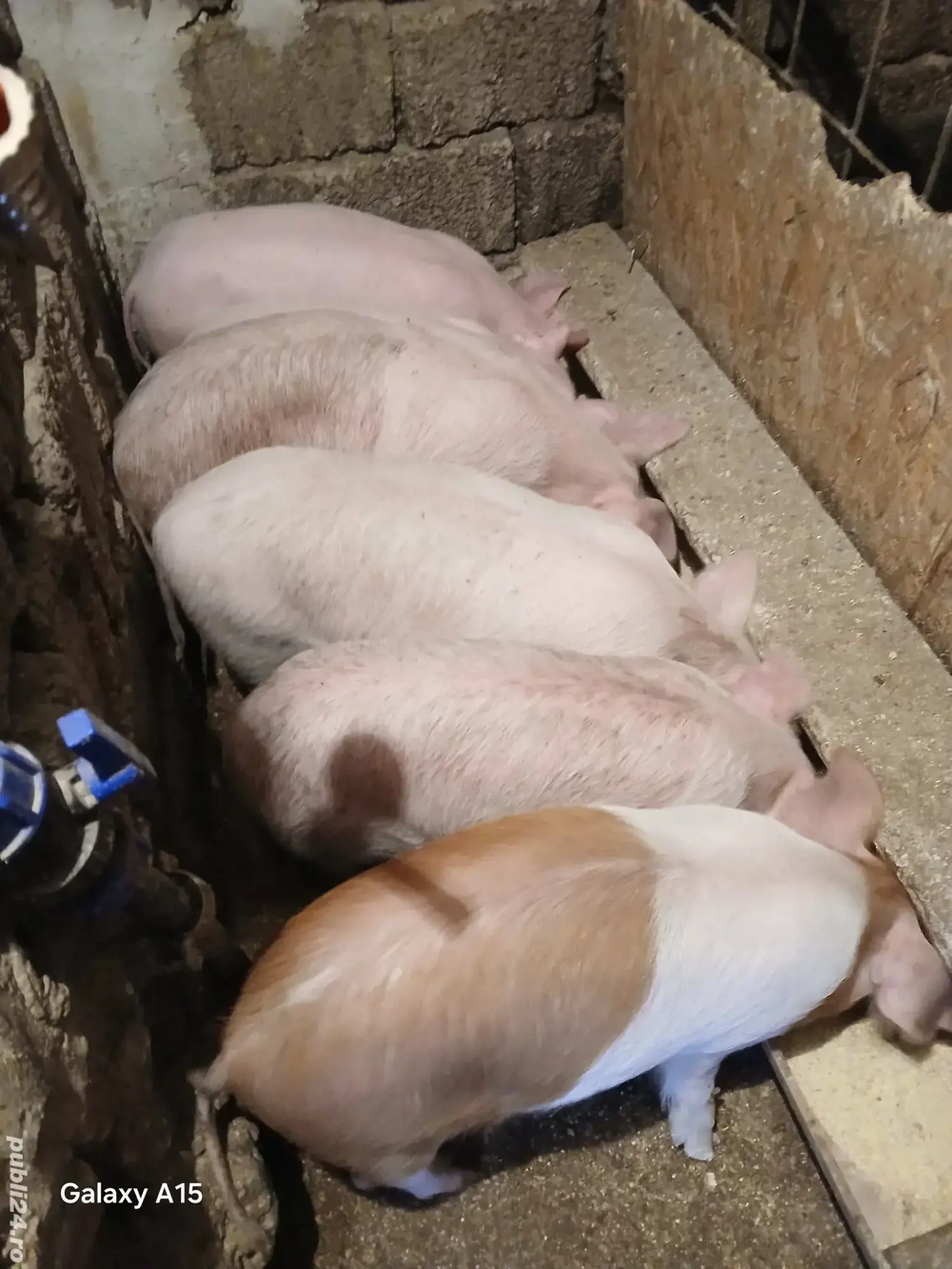 vand sau schimb cu vitei!