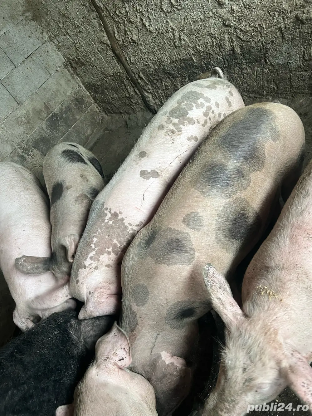 Porc 90-100 kg rasa de carne Porc 90-100 kg rasa de carne