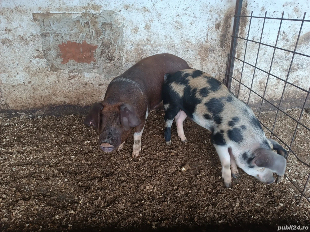 vând doi grăsuni castrați la 40kg ++ vând doi grăsuni castrați la 40kg ++