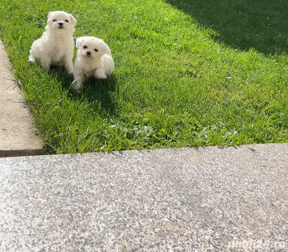 bichon de doua luni  bichon de doua luni