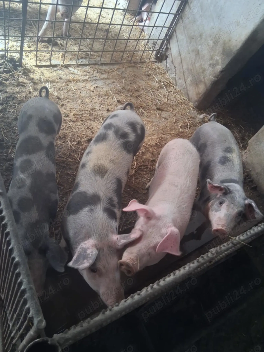 Vând suldani între 40 60 kg bugata