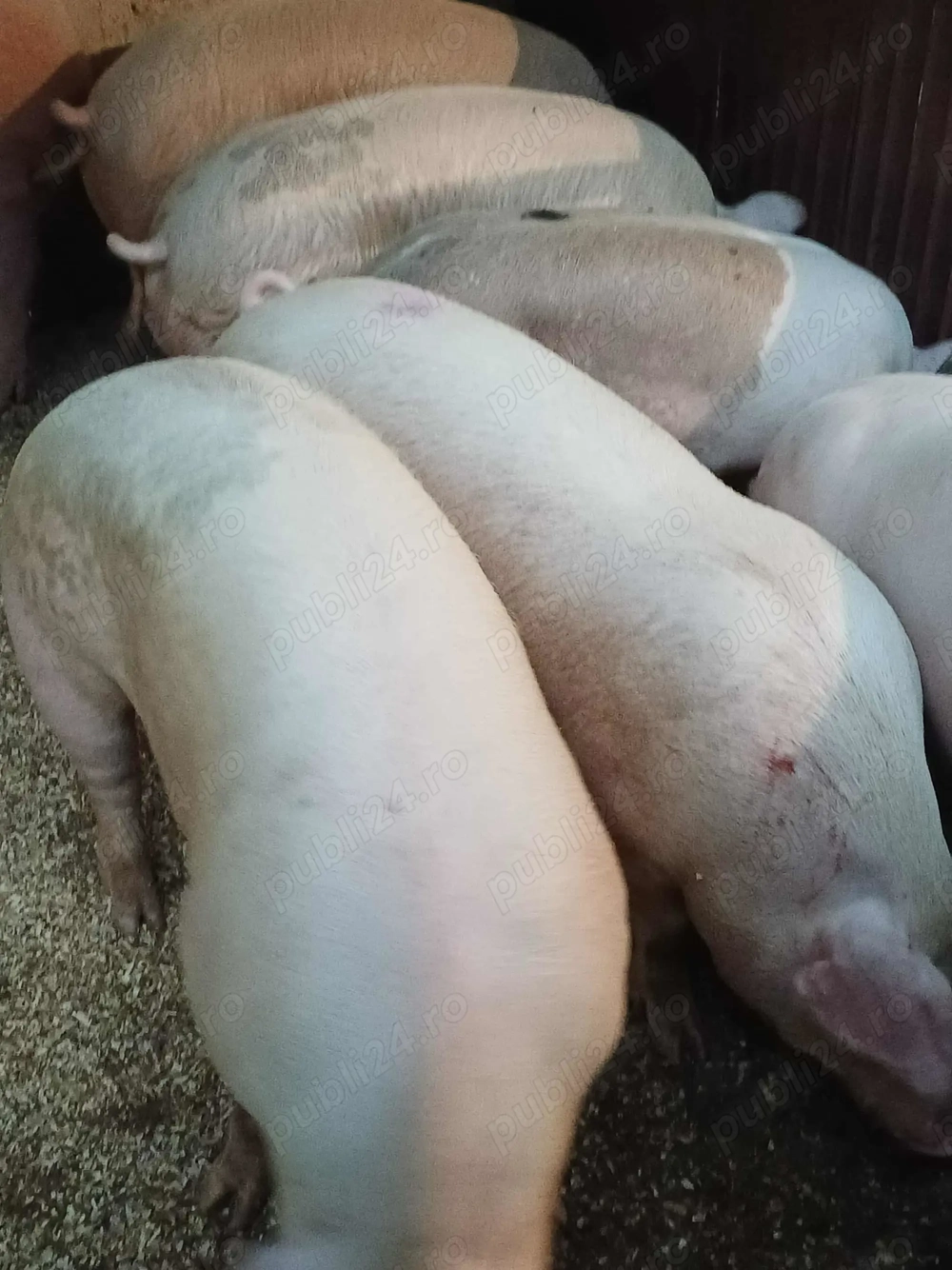 Porci de țară crescuți în gospodărie cu hrană naturală. Porci de țară crescuți în gospodărie cu hrană naturală.
