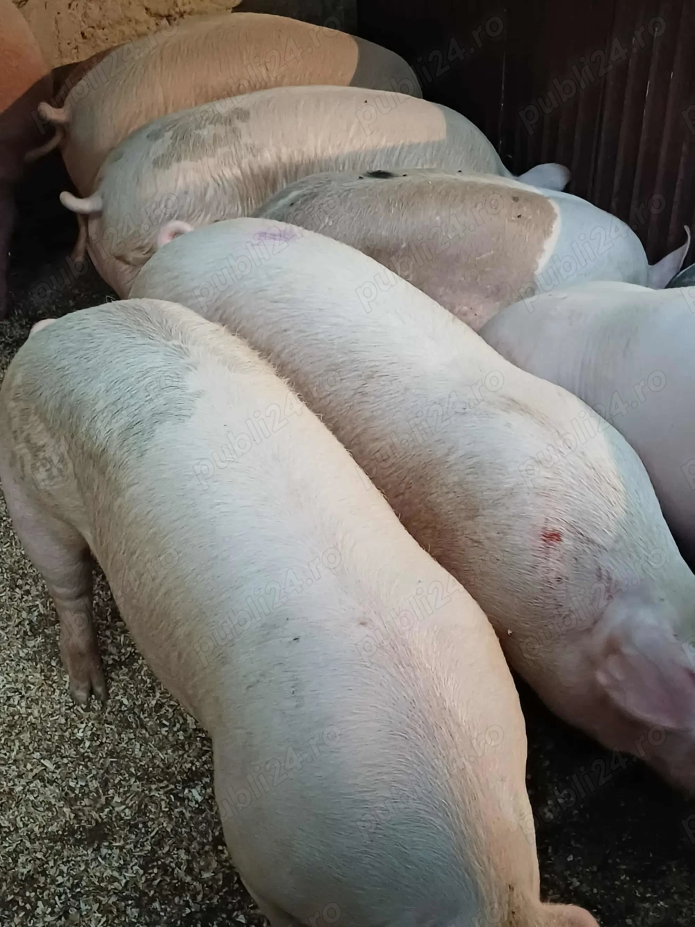 PORCI DE ȚARĂ, 15 lei kg Slatina jud Olt. 