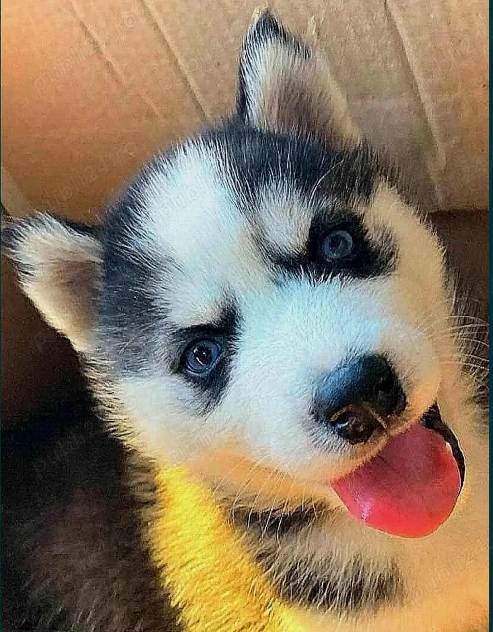 Pui Husky de vanzare 