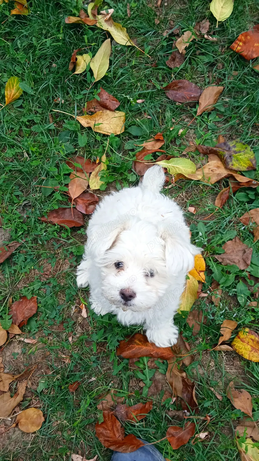 Cățel Bichon Maltez.