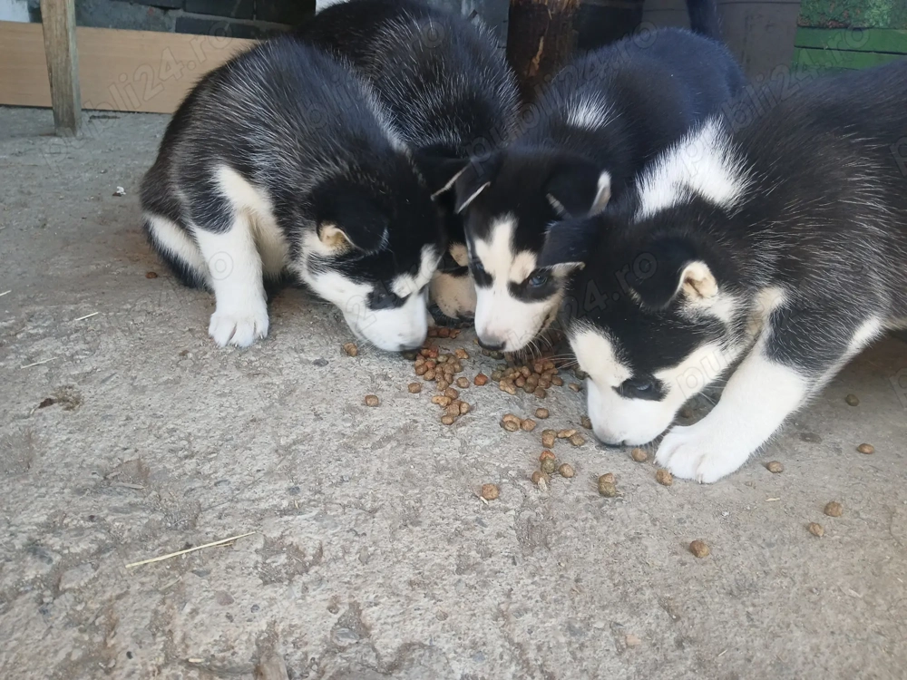 Cățeluși Husky Cățeluși Husky