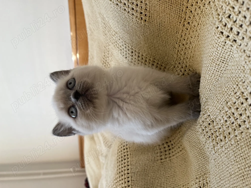 Pisic Scottish Straight Color Point