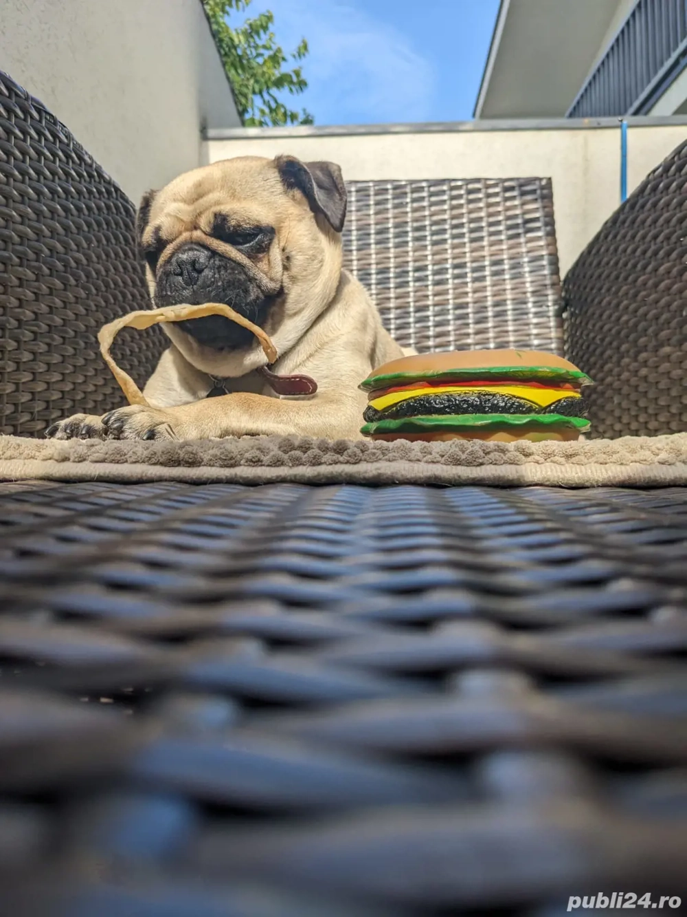 Pug Mops Carlino Pug Mops Carlino