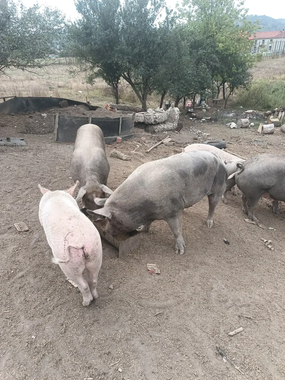 Porci de vânzare  
