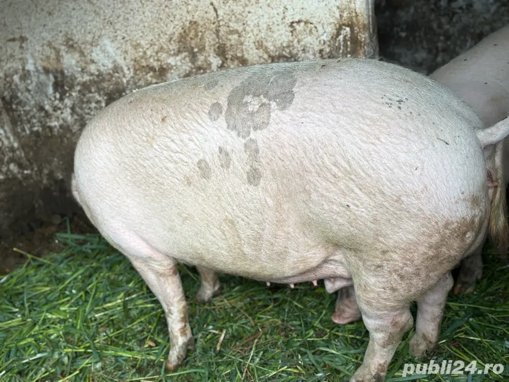 Marele alb pentru sacrificat Marele alb pentru sacrificat