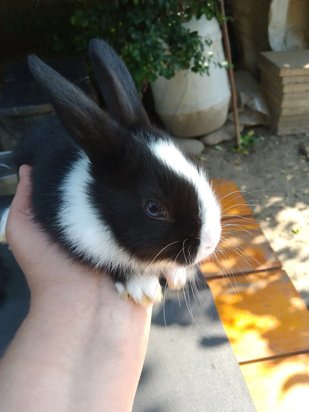 Iepuri diferite rase și vârste Iepuri diferite rase și vârste