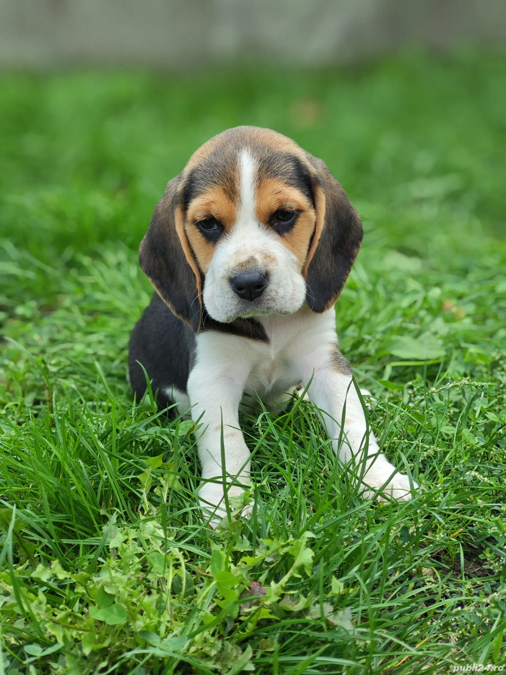 Pui de Beagle disponibili