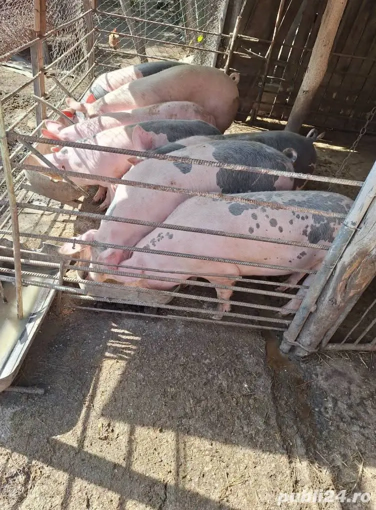 Porci de rasa Porci de rasa