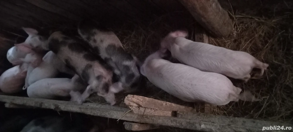 Nu ne mai vrea ,ne vinde!