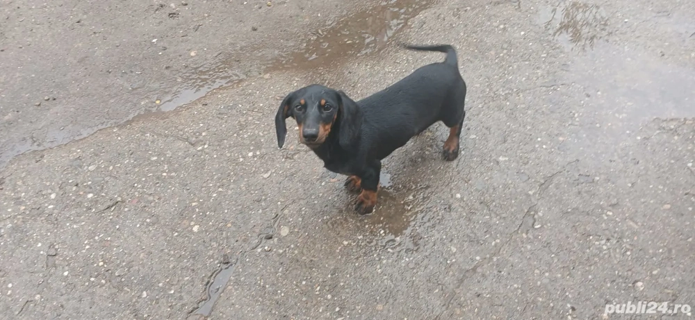 Vand catel Teckel  Vand catel Teckel