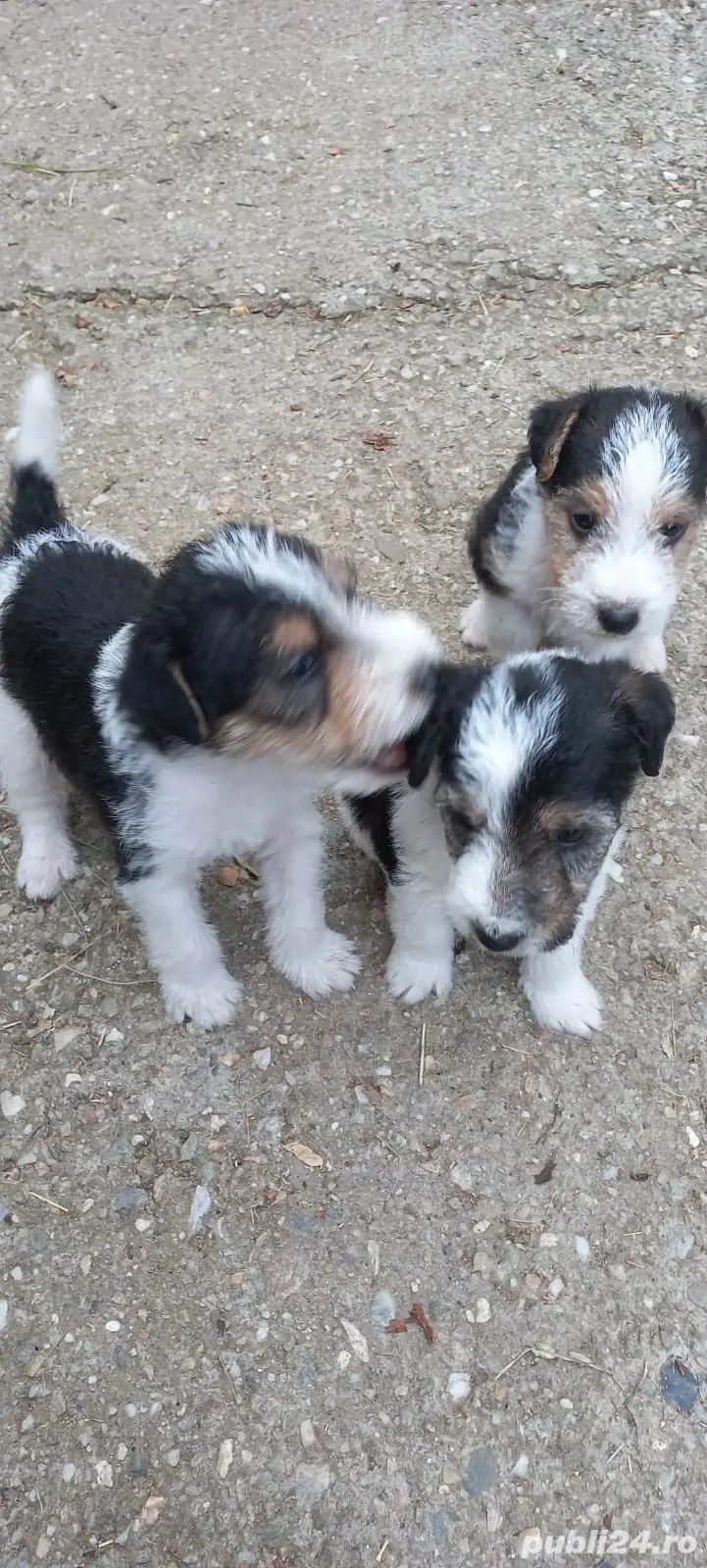 Fox terrier sârmos.a Fox terrier sârmos.a