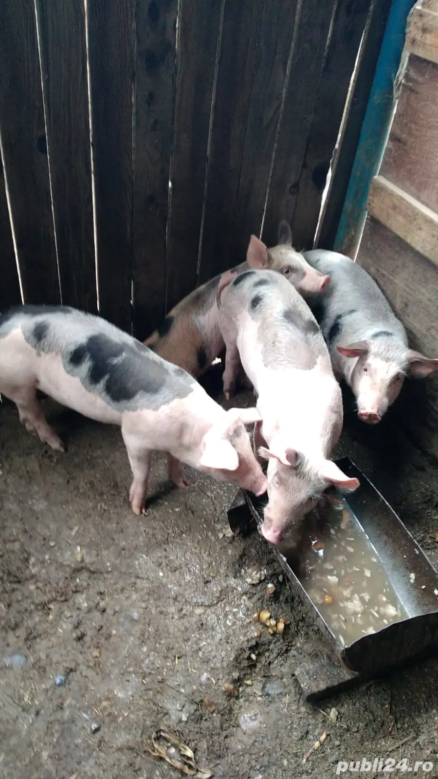 Purcei de vânzare 