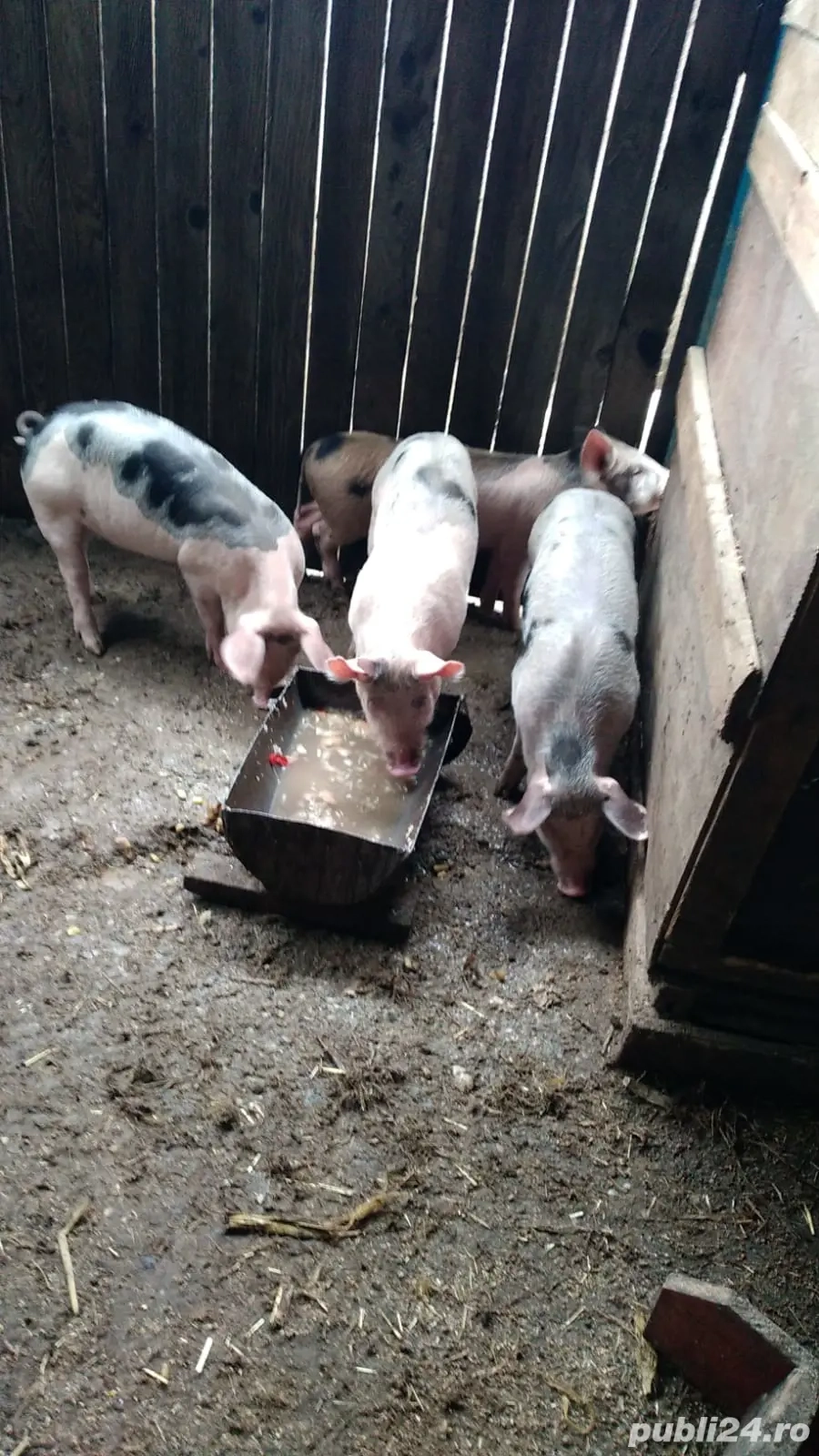 Purcei de vânzare  Purcei de vânzare