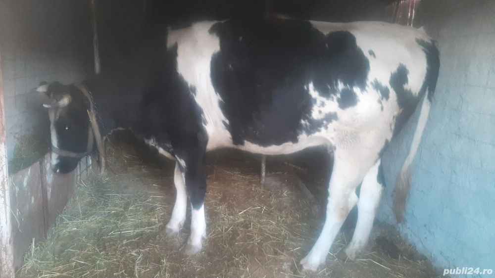 vacă de vânzare 3ani județul Tulcea 