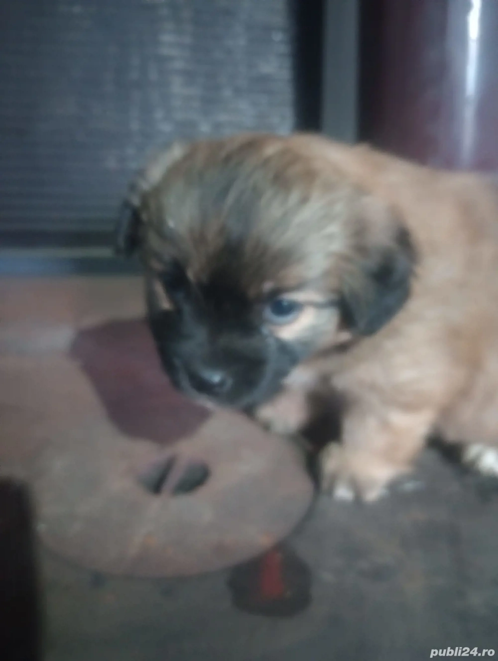 Bichon Havanez femele 