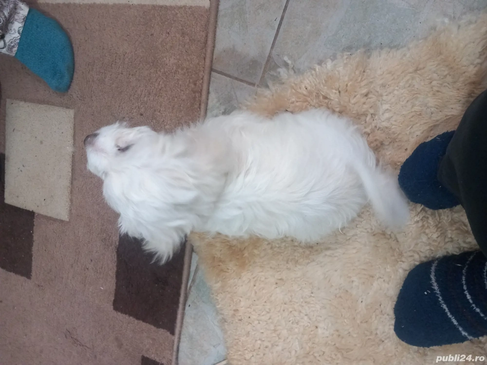 vind catei bison  vind catei bison