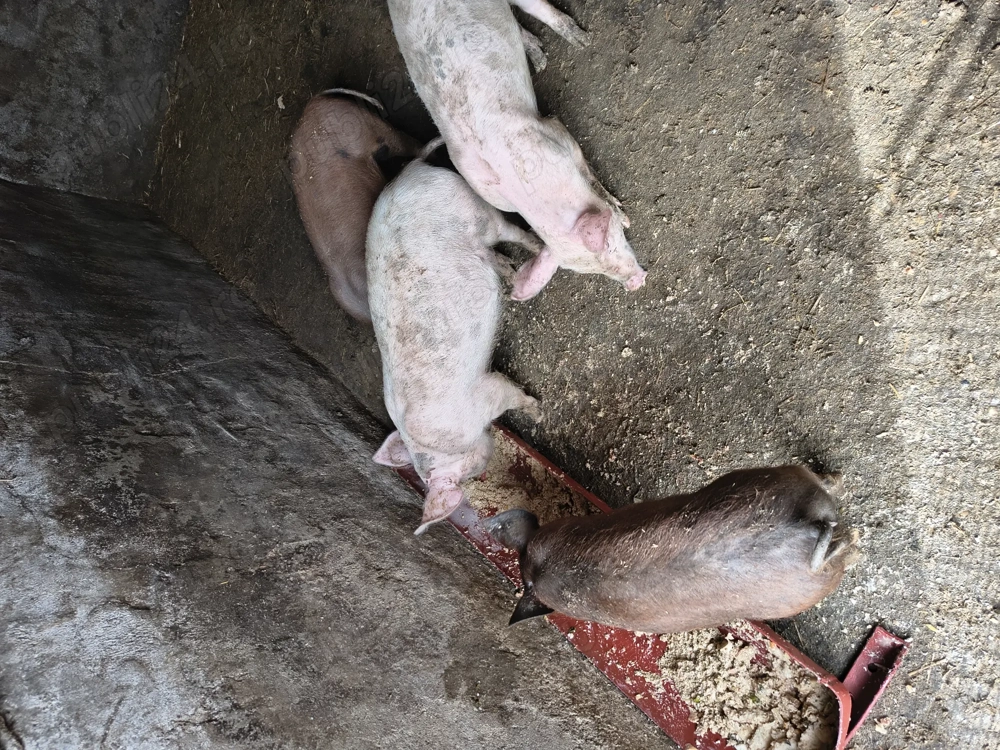 Vând 4 purcei de două luni 