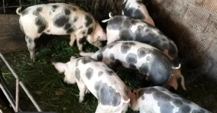 Disponibil șoldani rasa petran  Disponibil șoldani rasa petran