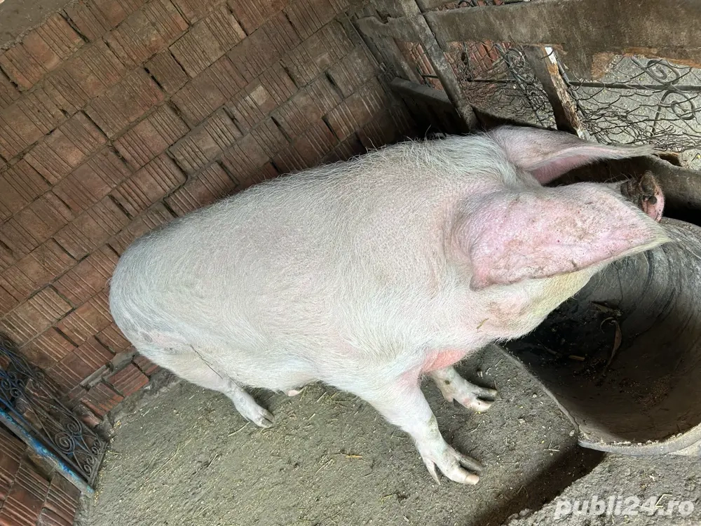 Vând scroafă, 10 lei kg Vând scroafă, 10 lei kg