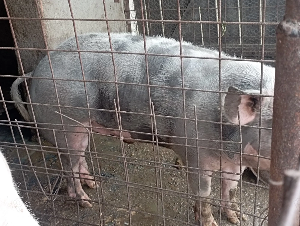 Vând porci între 50 și 150 de kg Vând porci între 50 și 150 de kg