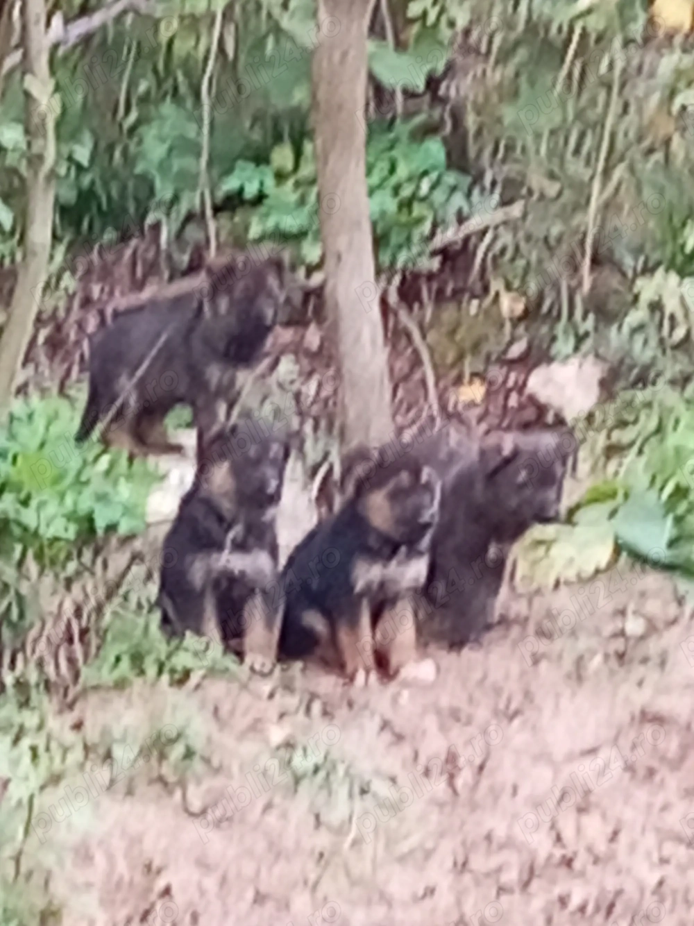 Ciobănesc german Ciobănesc german