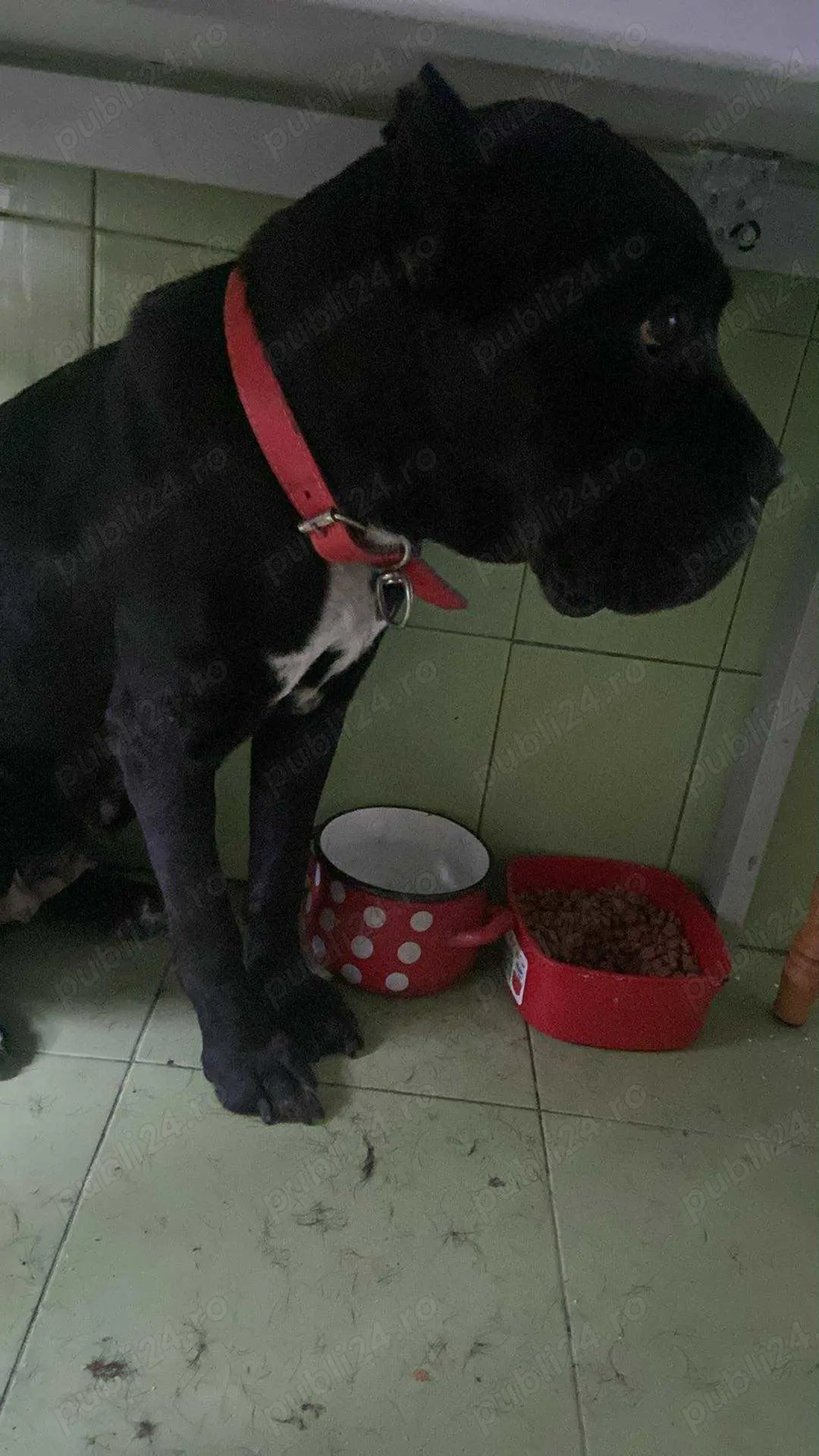 Vand caine cone corso de talie mare  varsta de 6 ani