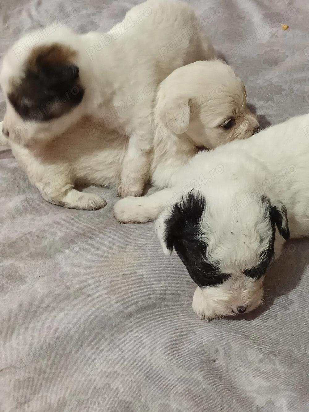 catei bisoni de vanzare catei bisoni de vanzare