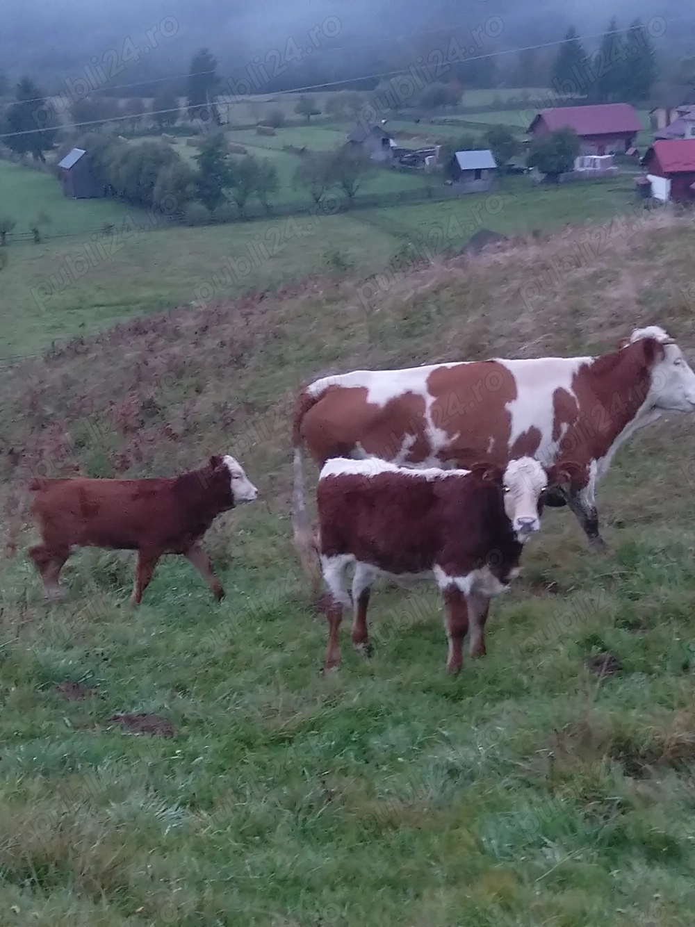 Vând vaci cu sau fără viței Vând vaci cu sau fără viței