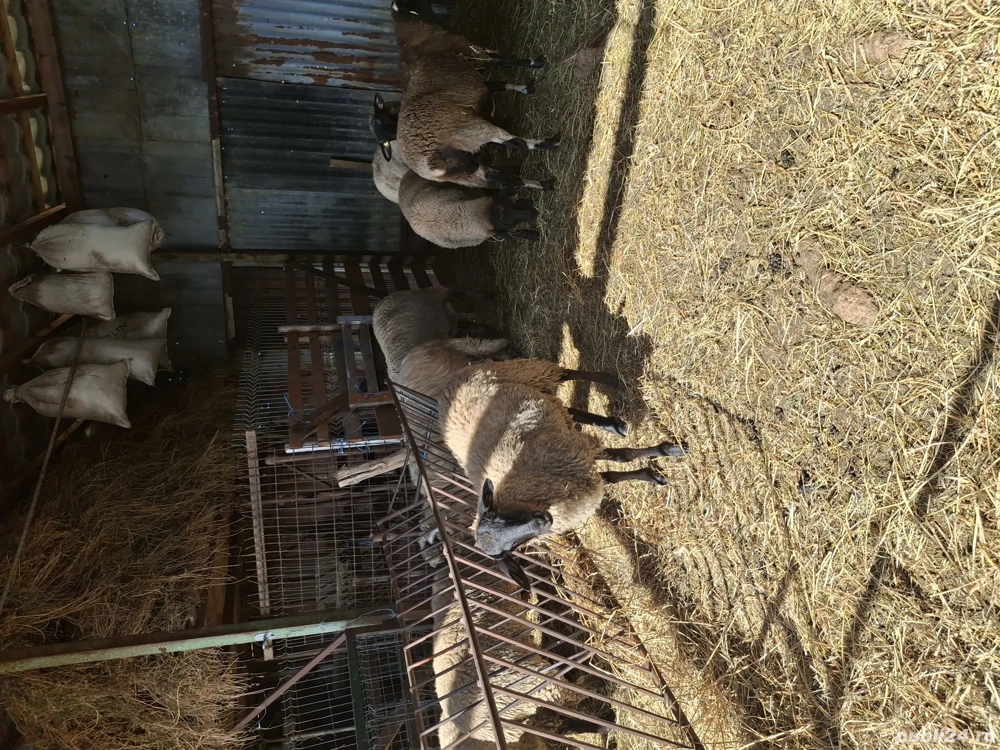 vand oi rasă sufolck 95%