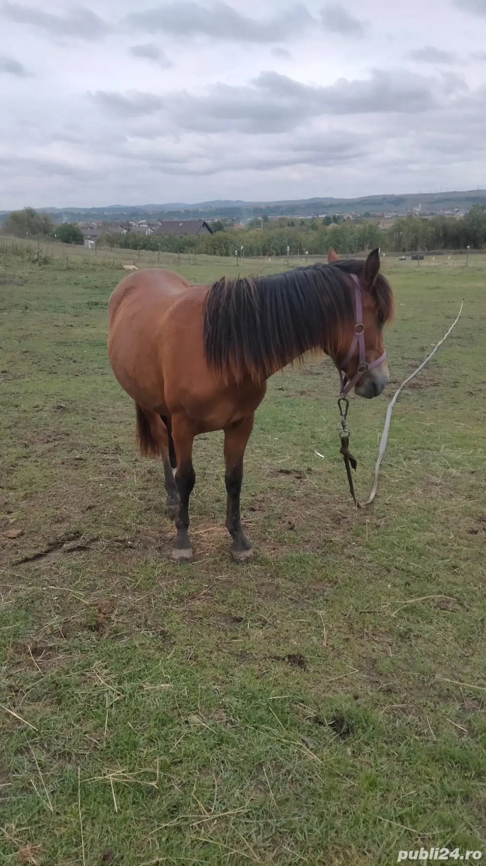 Schimb manza de un 1an si 2luni cu o iapa de 8 -10 ani care trage la caruta