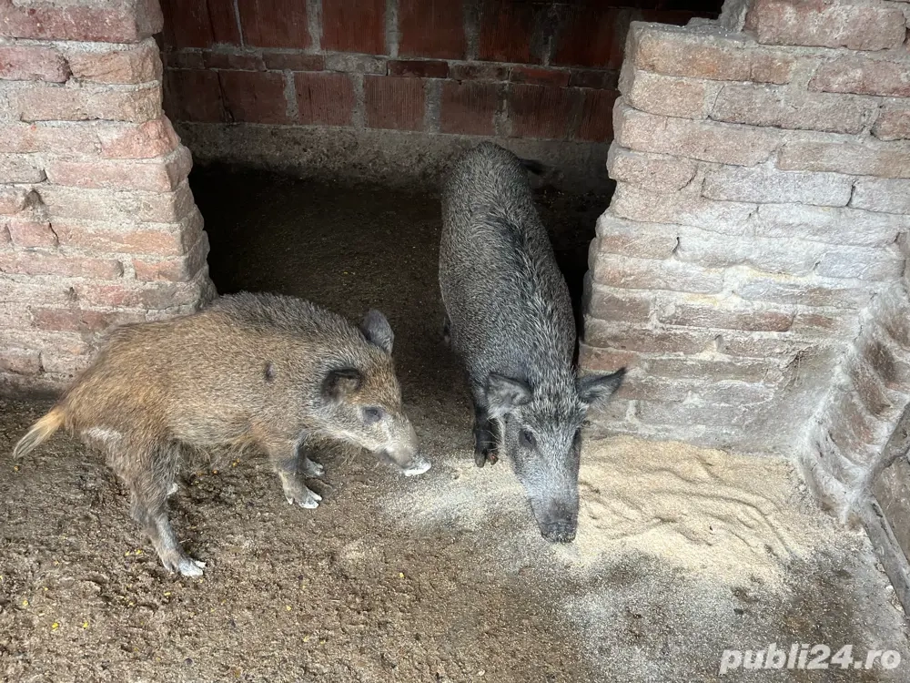 Disponibil mistreti Disponibil mistreti