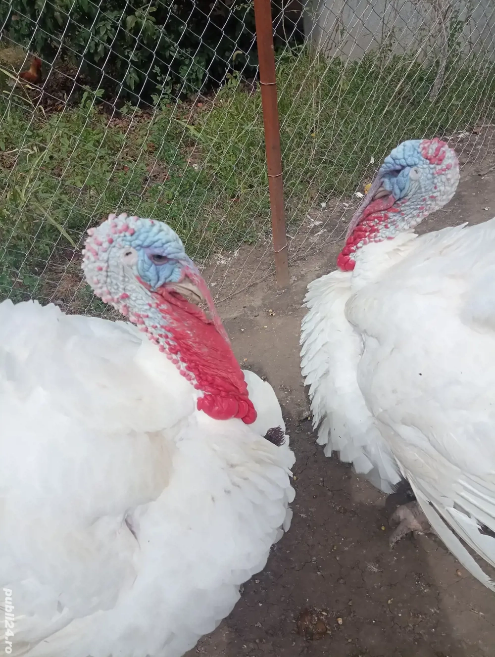 vând curcani  vând curcani