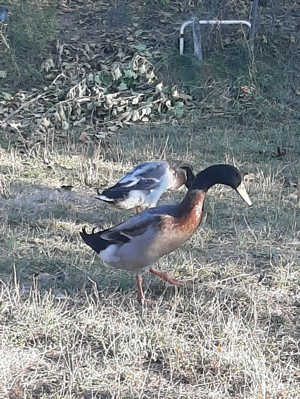 Vand schimb ratoi alergatori indieni
