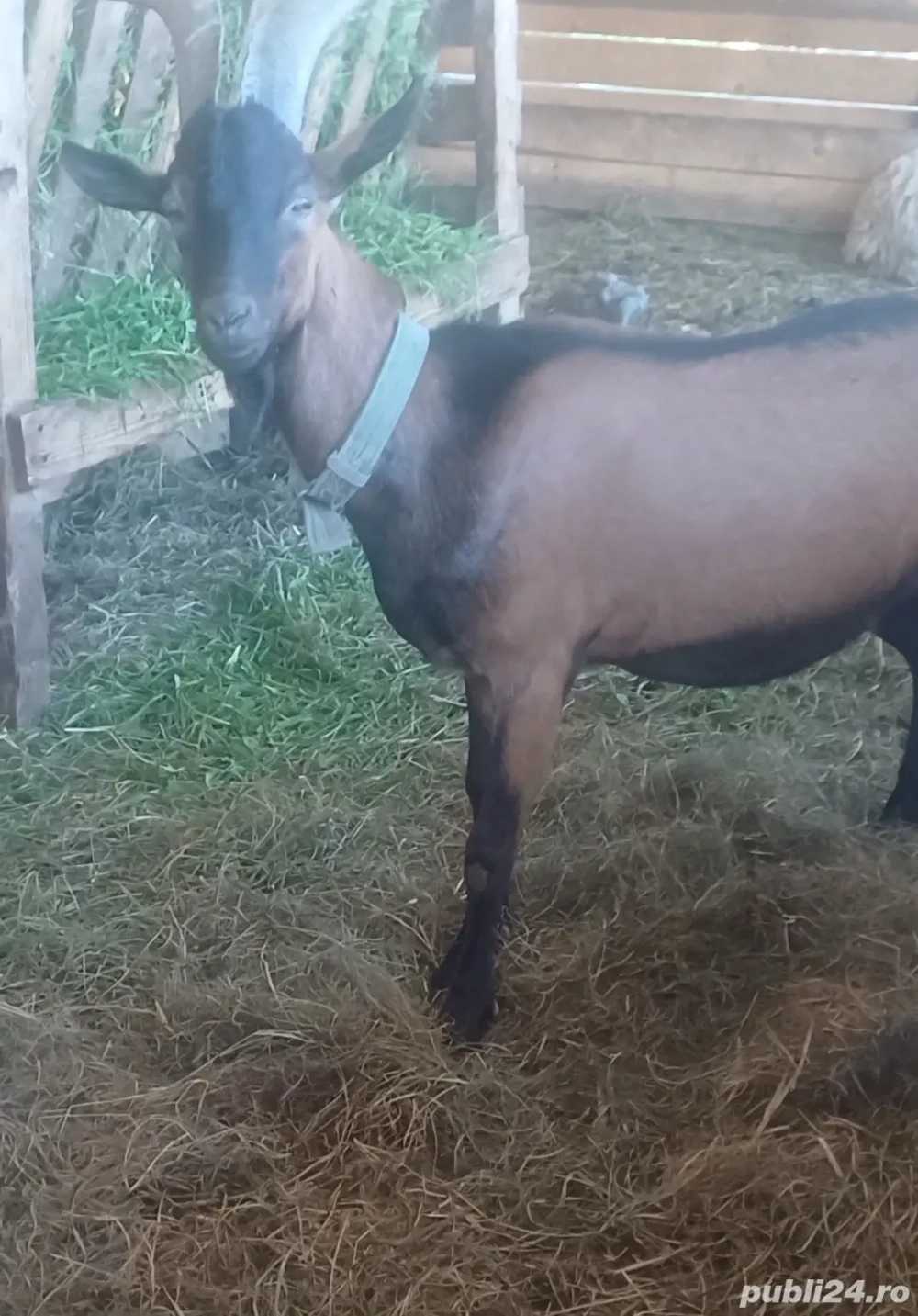 Vând țap alpin francez și o capră !  