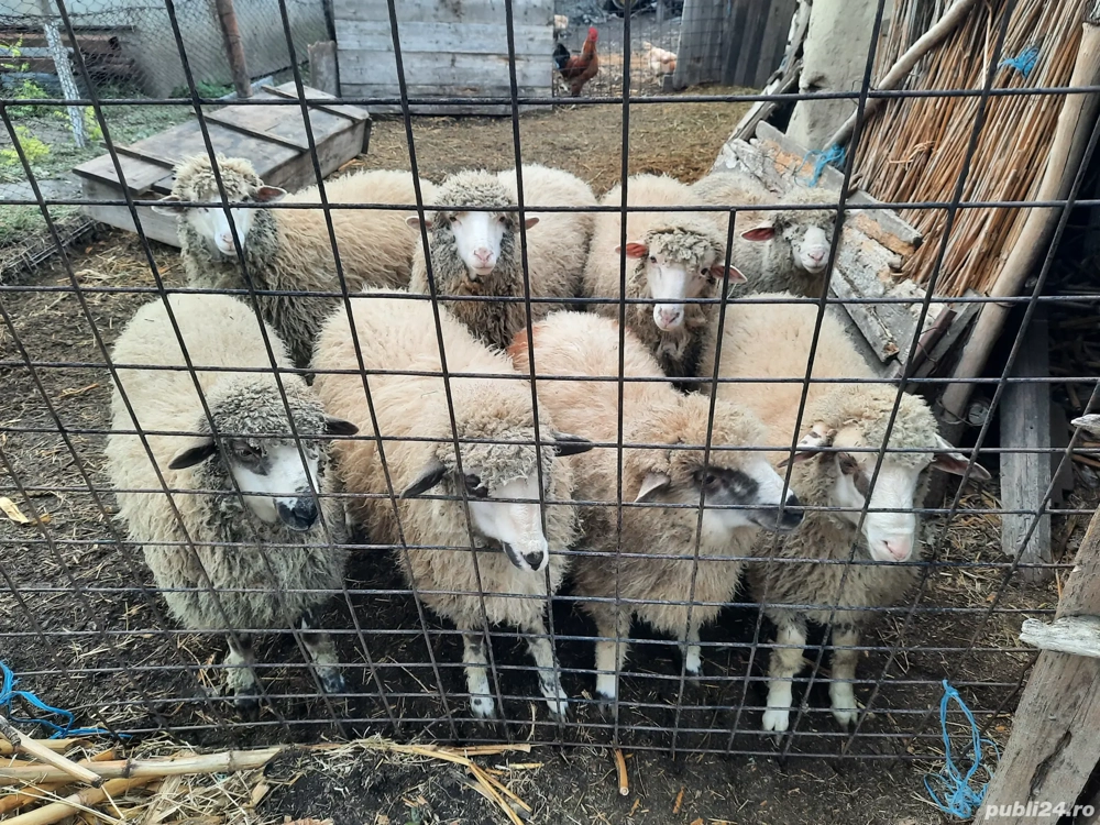 Vând cinci mioare Vând cinci mioare