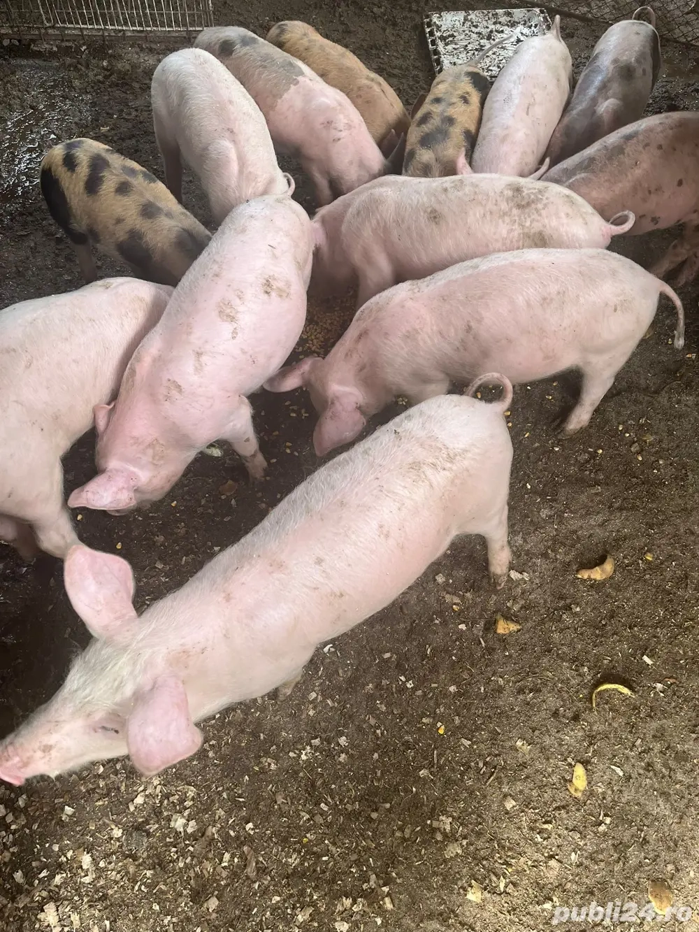 Vând purcei de 8 săptămâni