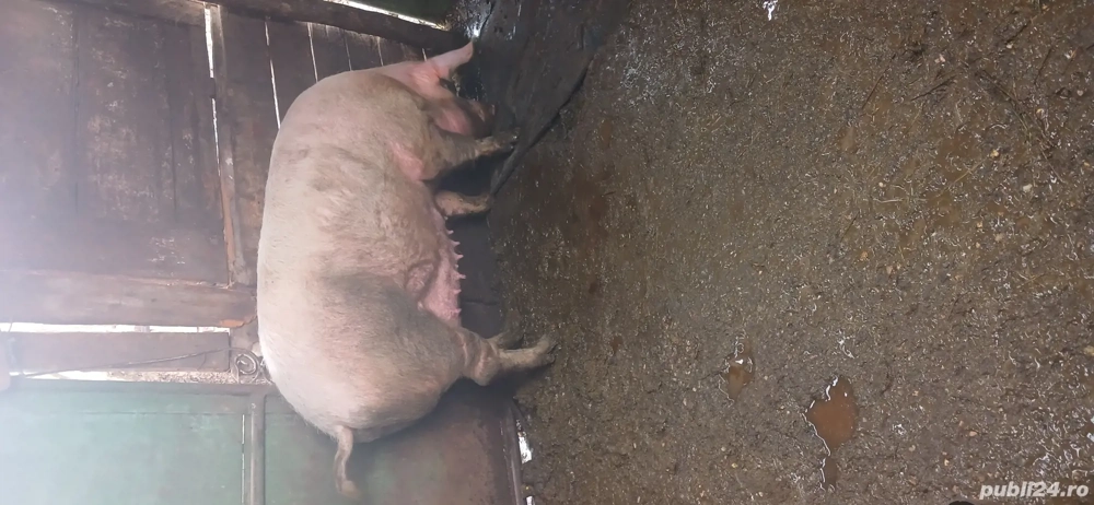 Scroafă de vinzare 