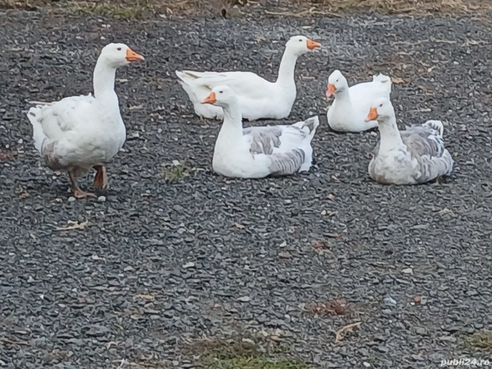 Vând gâște si gâscan Vând gâște si gâscan