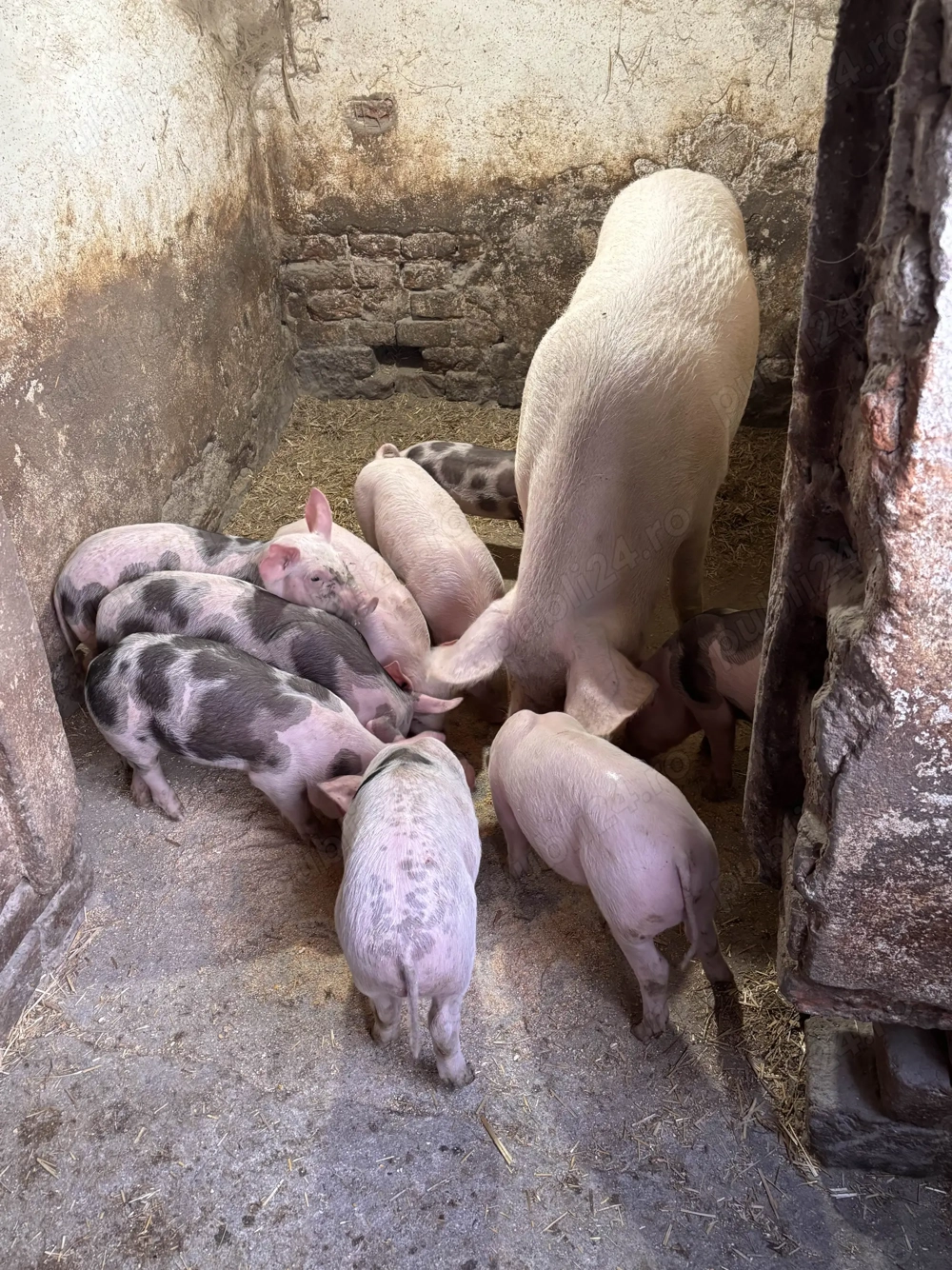 purcei de vanzare purcei de vanzare